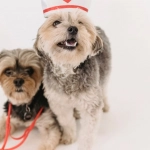 Честный взгляд на Sweet Bonanza 1000 игровой опыт