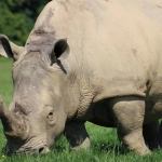 Игровой автомат Great Rhino Deluxe с африканской тематикой