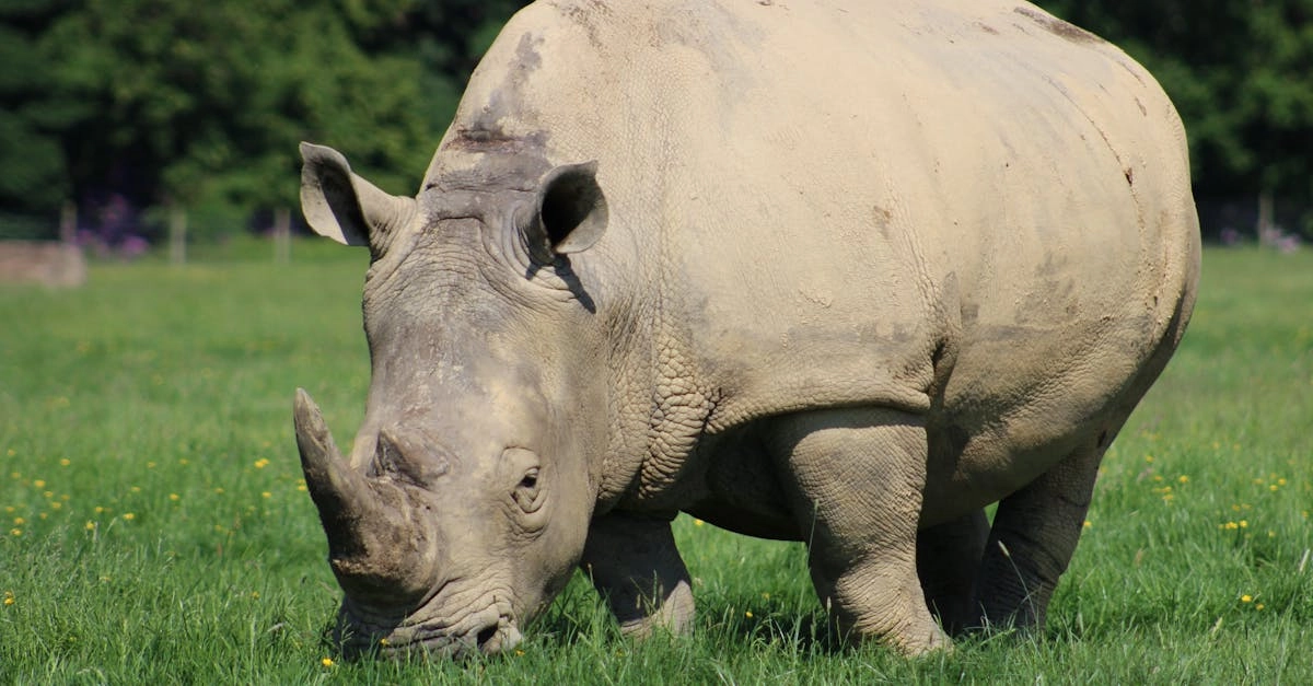 Игровой автомат Great Rhino Deluxe с африканской тематикой